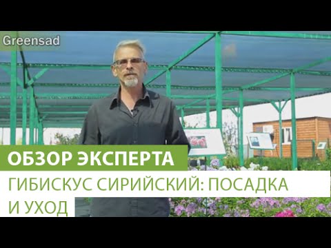 Видео: Гибискус сирийский: посадка и уход