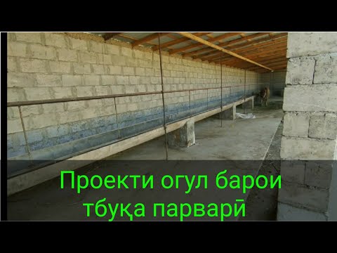 Видео: Проекти огул барои буқа парварӣ. Парвариши чорво дар Тоҷикистон