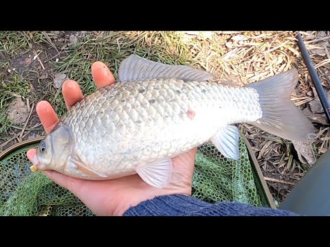 Видео: Рыбалка. Pocşeşti  -- село в Оргеевском районе Молдавии.