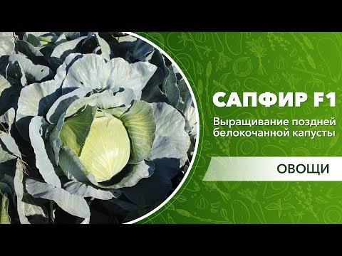 Видео: Выращивание поздней белокочанной капусты Сапфир F1