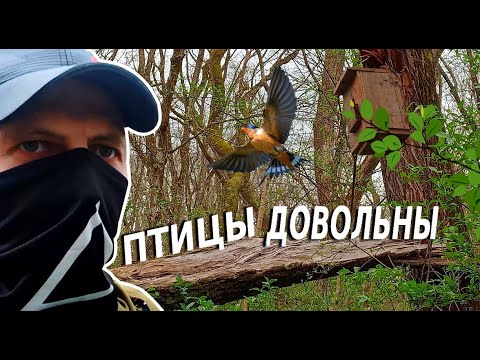 Видео: ПОВЕСИЛ #СКВОРЕЧНИК В ЛЕСУ / ДОМИК ДЛЯ ПТИЦ / ПТИЦЫ ЛАЙКУЮТ