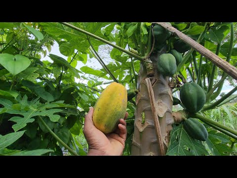 Видео: | Сбор спелых плодов папайи на моей ферме + Расчистка земли для фермерства |