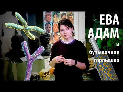 Видео: Митохондриальная Ева, Адам и бутылочное горлышко! Елена Сударикова