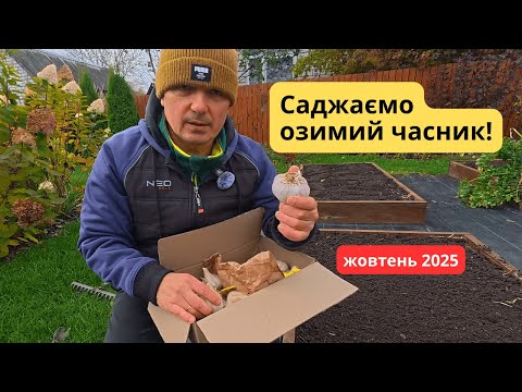 Видео: Саджаємо озимий часник- тонкощі посадки часнику для великого врожаю!