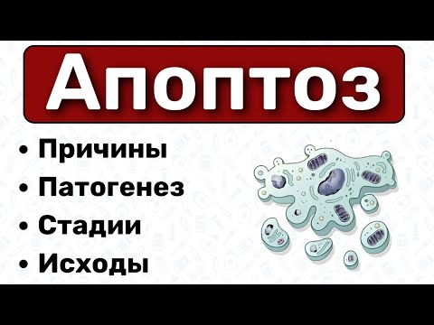 Видео: Апоптоз: виды, патогенез / Патологическая физиология