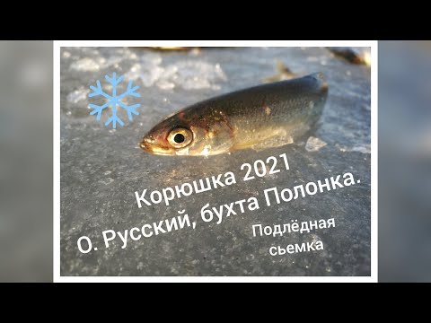 Видео: КОРЮШКА. Движение.
