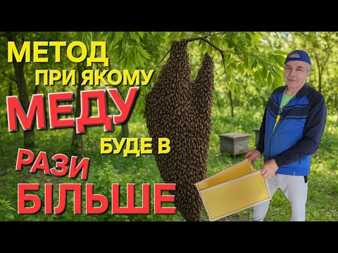 Видео: #бджоли Якщо РІЙ вийшов перед АКАЦІЄЮ...