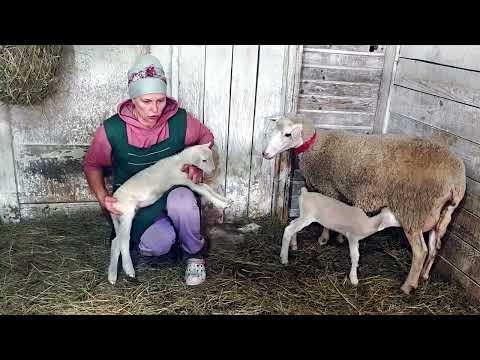 Видео: ЯГНЯТА РАСТУТ КАК НА ДРОЖЖАХ
