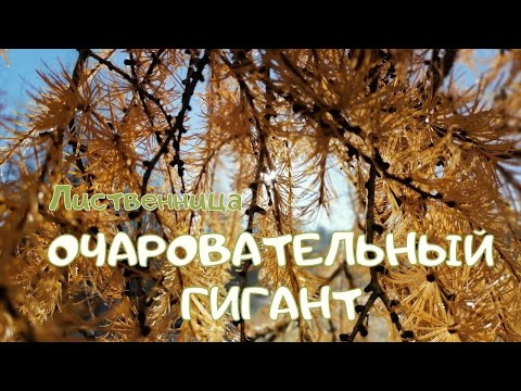 Видео: Лиственница. Очаровательный гигант
