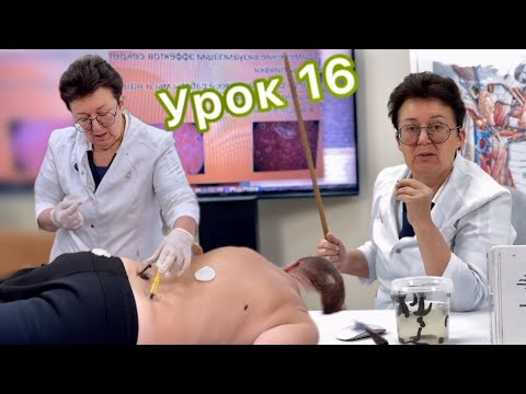 Видео: Урок 16 . Как можно за один сеанс убрать несколько проблем тела - гирудотерапию применяю с 1992г !