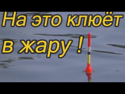 Видео: На какие наживки ловить рыбу в жару? Рыбалка  и эксперементы в начале августа .