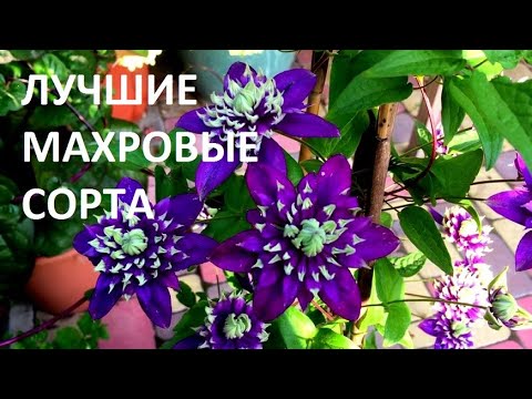 Видео: СУПЕР  КЛЕМАТИСЫ!!! От  ТАКОЙ красоты ОБАЛДЕЛИ  даже КОШКИ