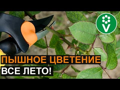 Видео: Сделайте ЭТУ ОБРЕЗКУ сейчас, и розы будут цвести как сумасшедшие