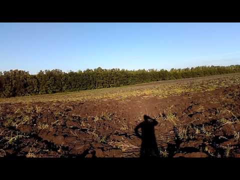 Видео: ПЧЕЛОВОДСТВО Медонос СИНЯК Плачу Рыдаю Секреты начинающим