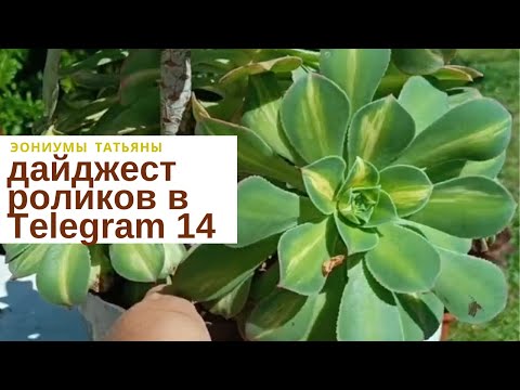 Видео: Дайджест роликов в Телеграм - 14