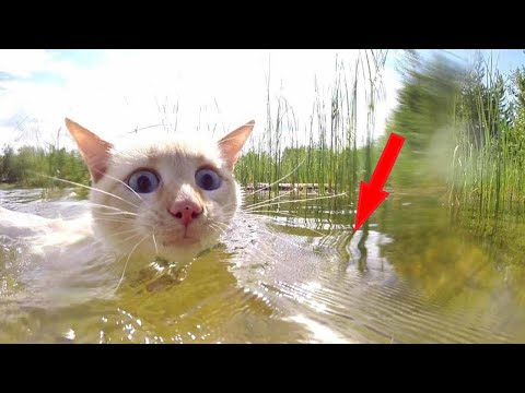 Видео: Девочка нашла в реке котёнка, но что-то его тянуло в воду, когда она присмотрелась-ОБОМЛЕЛА