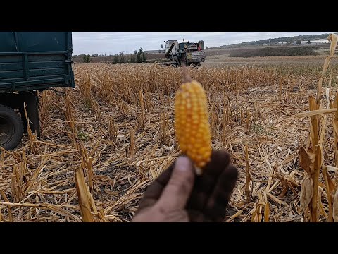 Видео: 29 вересня 2025 р.жнива кукурудзи🌽нива СК 5 👍 волога висока що робити 🤷