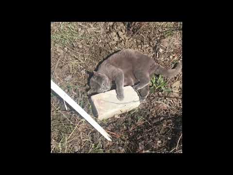 Видео: 5 ноября 2025 г.