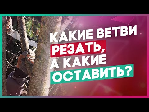 Видео: Уход за деревьями и кустарниками. Как правильно делать замещающий срез