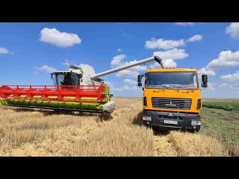 Видео: ООО "Аурис" 2022г. Уборка озимой ржи комбайном CLAAS TUCANO 580