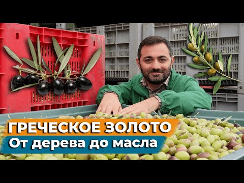 Видео: Почему греческое масло самое лучшее, чем отличается олива от маслины, как работают маслобойни