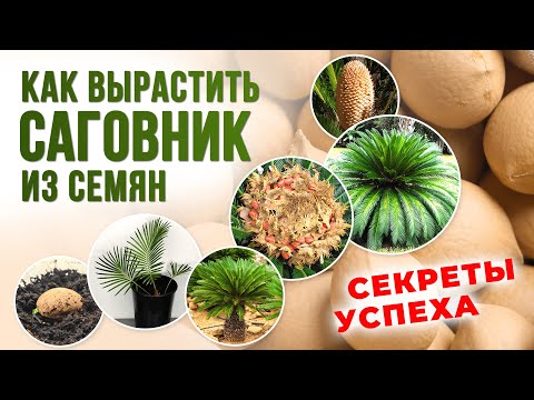 Видео: Как вырастить цикас из семян? Делимся опытом 🌱