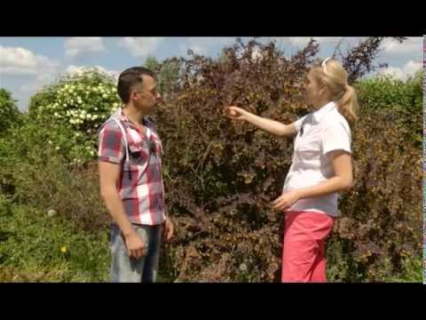 Видео: Калина. Загородные премудрости. Выпуск 12