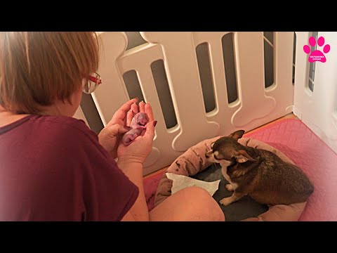 Видео: Надежды на хороший исход уже нет! Все щенки недоношенные!