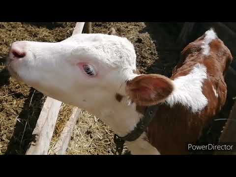 Видео: нарезка за 2021год