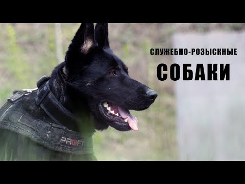 Видео: Служебно-розыскные собаки