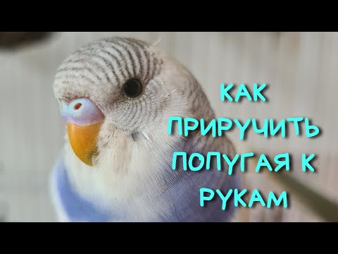 Видео: КАК ПРИРУЧИТЬ ПОПУГАЯ К РУКАМ - самый быстрый способ!