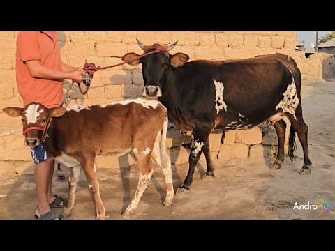 Видео: ⛔️Стоп⛔️ Вахш.Ваҳдат ва Регар савдо шидан  27.10.2025.г