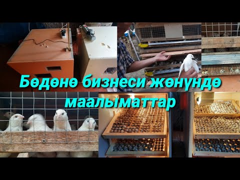 Видео: Сизда Үйүңүздө олтуруп Ушундай БИЗНЕС баштаңыз / Терең МААЛЫМАТ / КИРЕШЕЛҮҮ БИЗНЕС