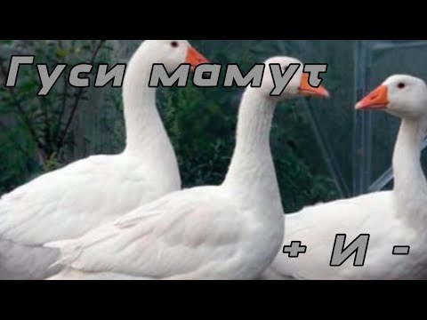 Видео: Мамут ,,Гигант" қаздары сипаттамасы.Толық мағлұмат.