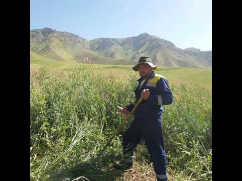 Видео: Човой айлы