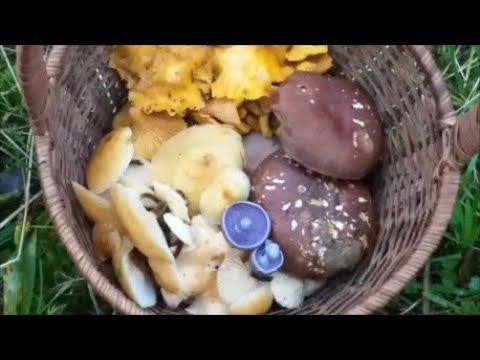 Видео: Закрыл грибной сезон...лисичками.