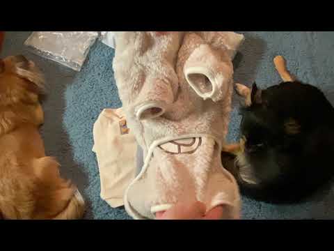 Видео: Распаковка посылки с алиэкспресс. Одежда для собак.