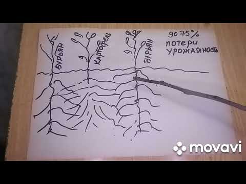 Видео: MovaviClips Video 2 СТОИТ ЛИ ОКУЧИВАТЬ КАРТОФЕЛЬ?