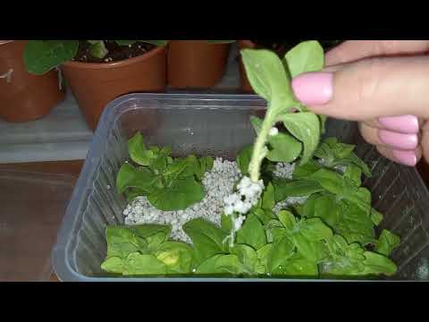 Видео: 🌿ЧЕРЕНКИ ПЕТУНИИ УКОРЕНИЛИСЬ!👍Видео в доказательство,что перлит -классная вещь!👍 #петуния
