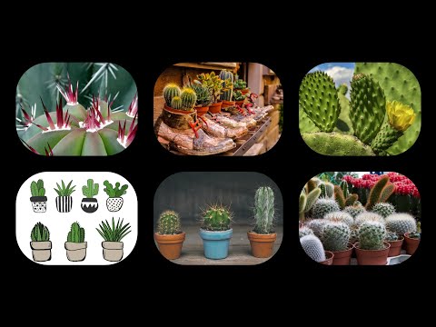 Видео: Kaktuslar haqida siz bilgan va bilmagan ma'lumotlar/ Кактусларнинг парвариши