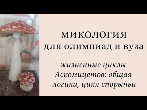 Видео: Микология для олимпиад и экзаменов | жизненные циклы Аскомицетов: конидии, аски, цикл Claviceps