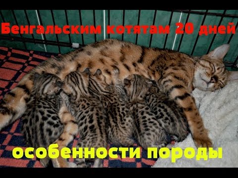 Видео: Бенгальским котятам 20 дней. Особенности породы.