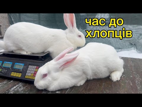 Видео: Коли парувати кролів. Вага молодих кролиць в 4 місяці.