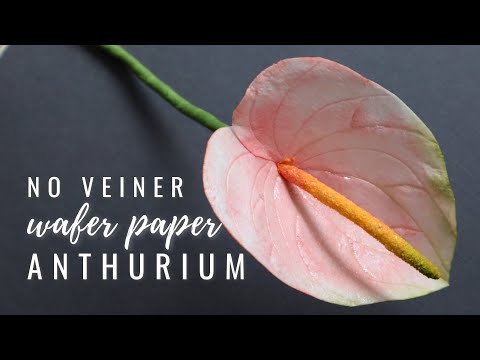 Видео: Как сделать антуриум из вафельной бумаги — без форм