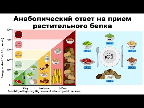 Видео: лекция: Анаболический ответ на прием растительного белка