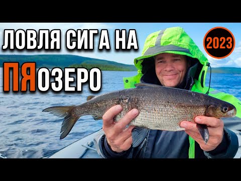 Видео: Ловля сига на Пяозере 2023.