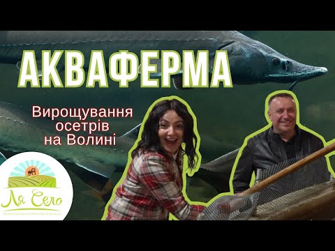 Видео: Вирощування осетрів на Волині. ЛяСело побувало на унікальній аквафермі