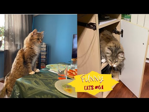 Видео: Смешные КОТЫ #61 / Лучшие приколы 2023 / Funny cats.