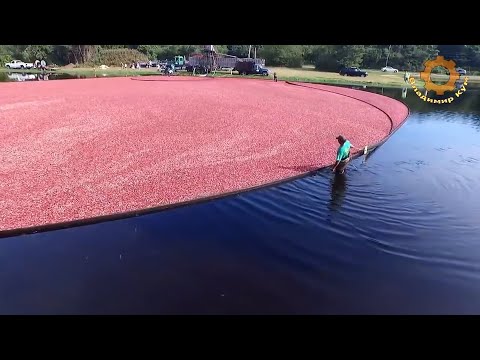 Видео: Как выращивают клюкву в Америке