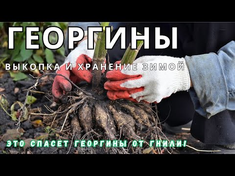 Видео: КАК И КОГДА ПРАВИЛЬНО ВЫКАПЫВАТЬ ГЕОРГИНЫ. ПОДГОТОВКА И ЗИМНЕЕ ХРАНЕНИЕ. СЕКРЕТЫ УСПЕШНОЙ ЗИМОВКИ.